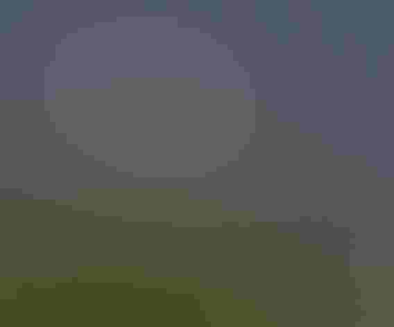 Breeding adult. Photo: Cheryl Strahlapa/Audubon Photography Awards