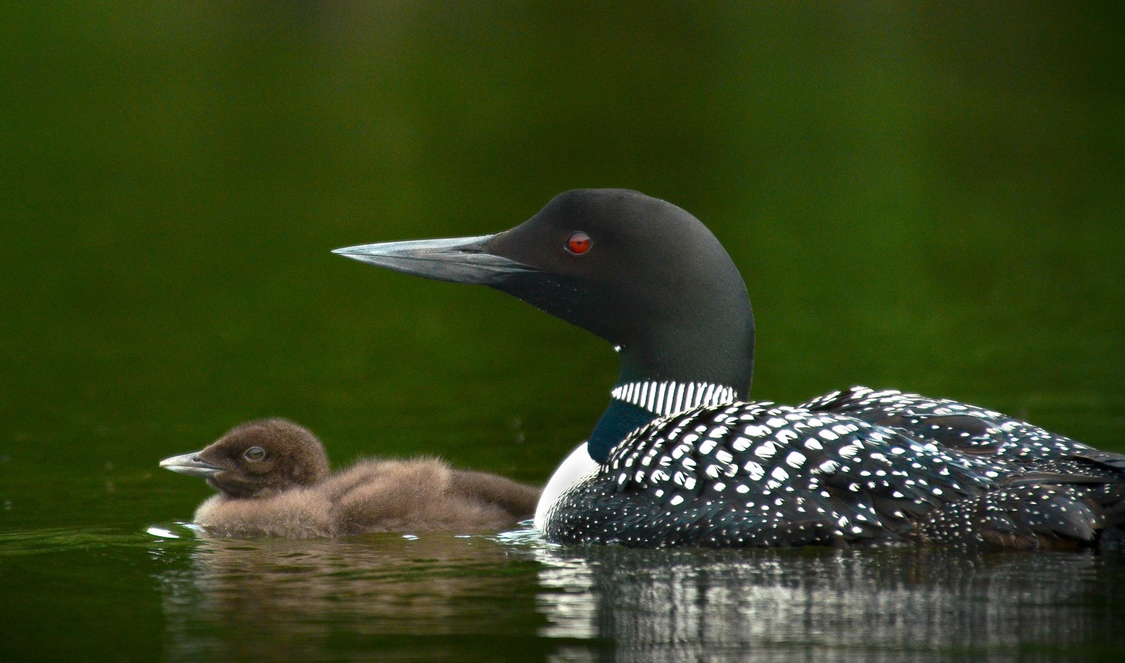 Common Loon | Audubon Field Guide