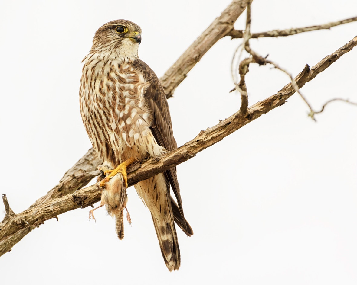Merlin | Audubon Field Guide