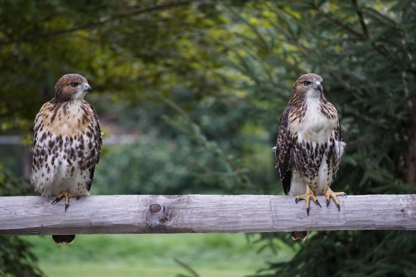 Geide Hawk Red-tailed Hawk | Audubon Field Guide