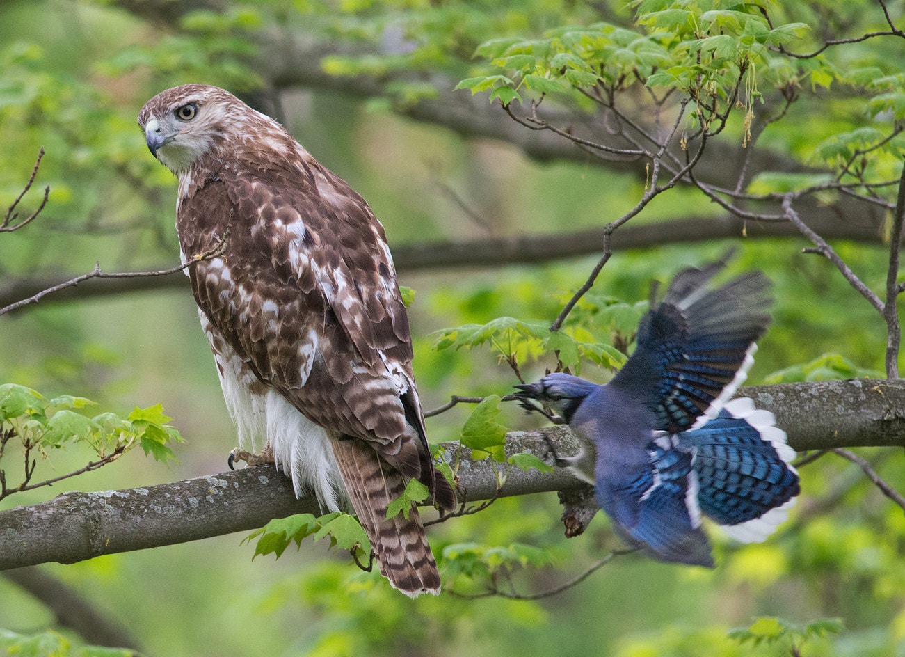 Geide Hawk Red-tailed Hawk | Audubon Field Guide