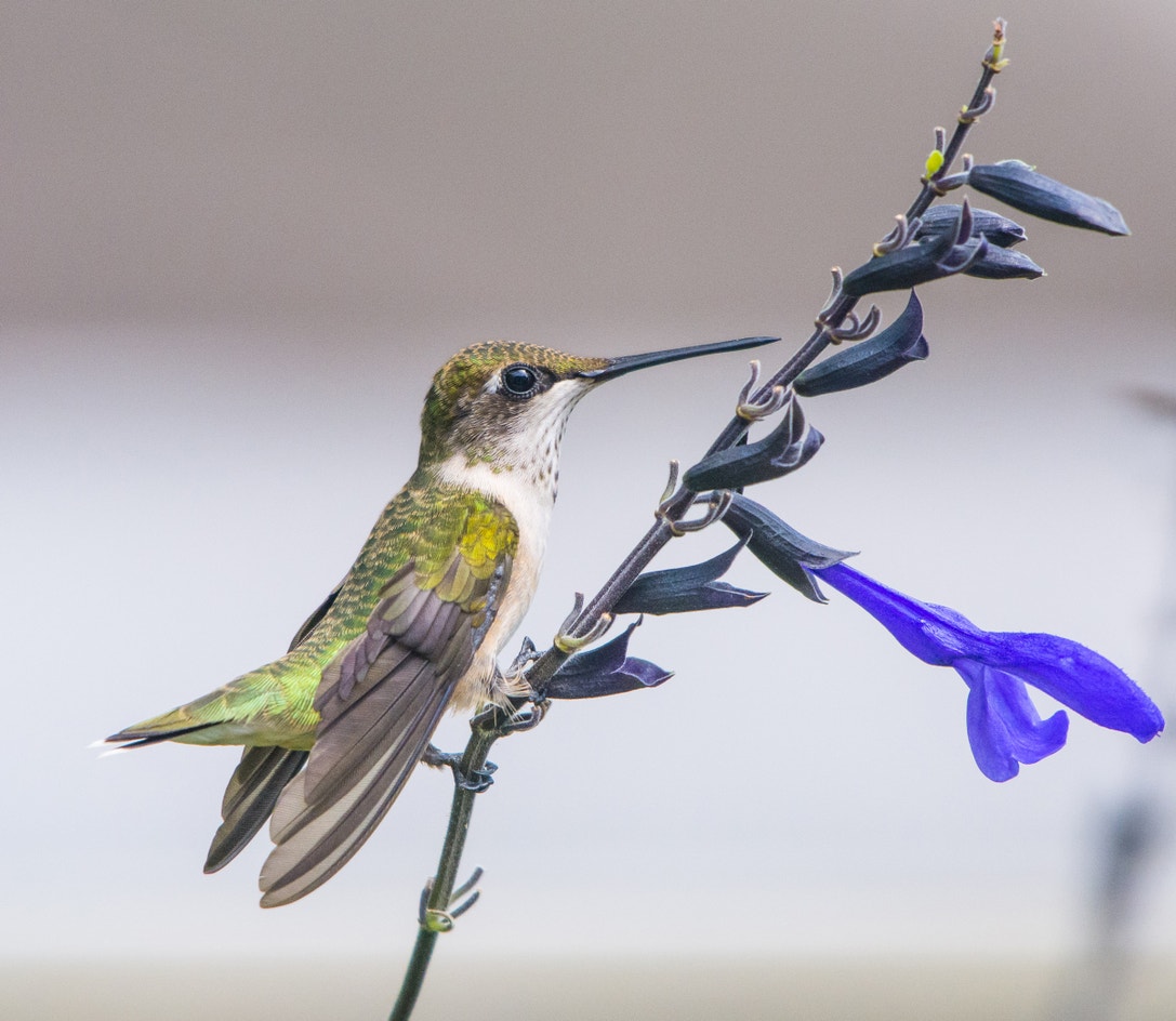 Hummingbird Field Guide Ruby-throated Hummingbird | Audubon Field Guide