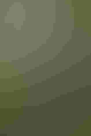 Immature. Photo: Bonnie Masdeu/Audubon Photography Awards