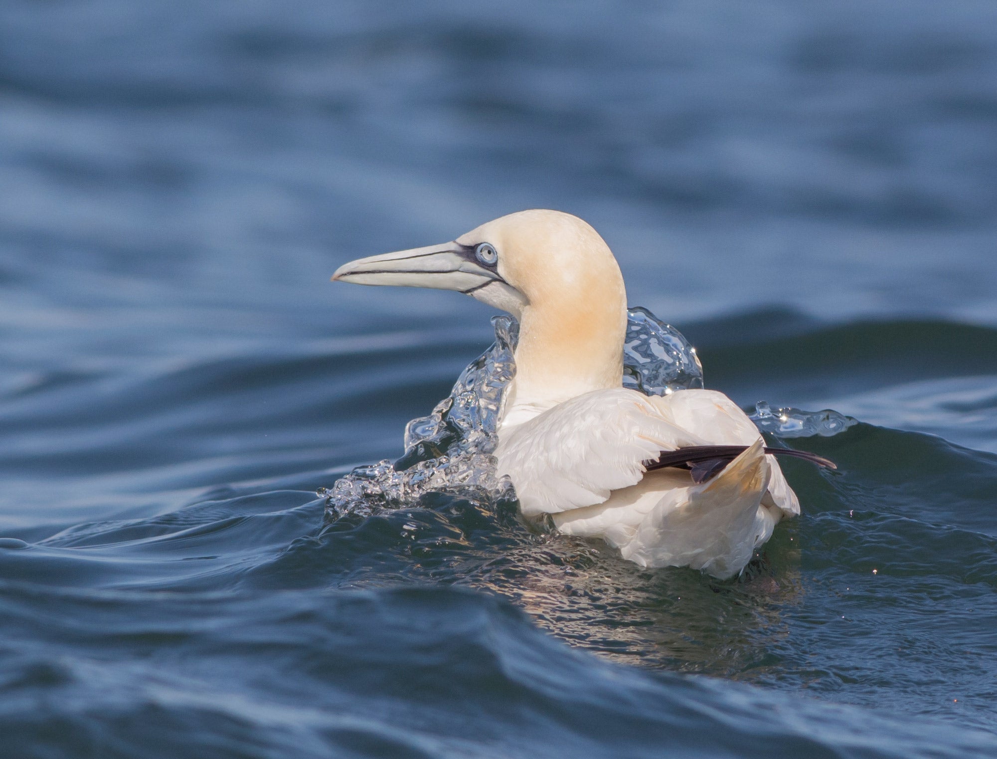 Northern Gannet Audubon Field Guide Northern Gannet Audubon Field Guide