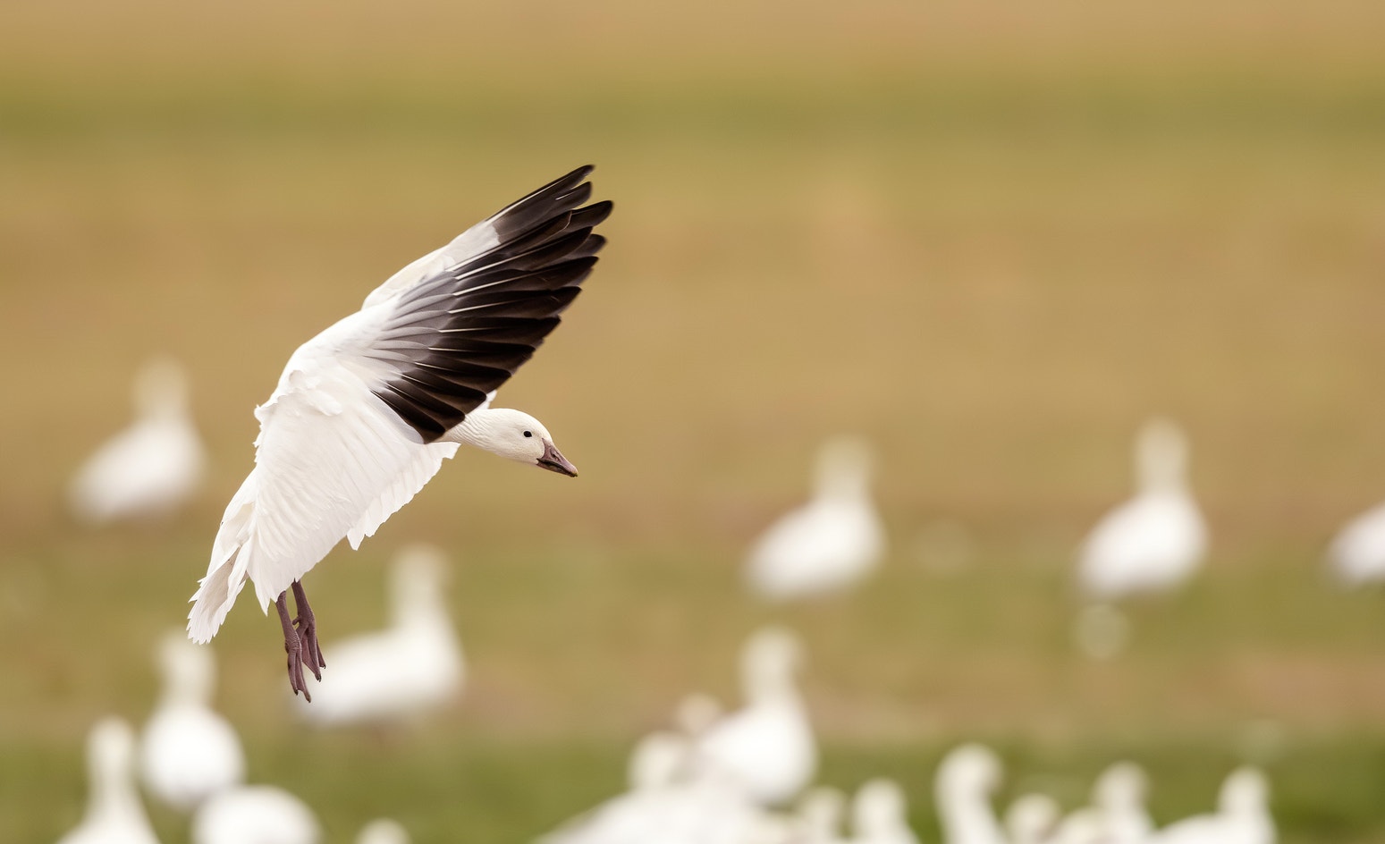 Snow Goose Reference Snow Goose | Audubon Field Guide