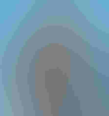 Adult, light morph. Photo: Shlomo Neuman/Audubon Photography Awards