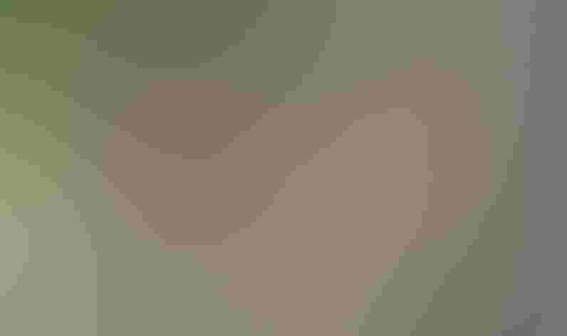 Adult, light morph. Photo: Shlomo Neuman/Audubon Photography Awards