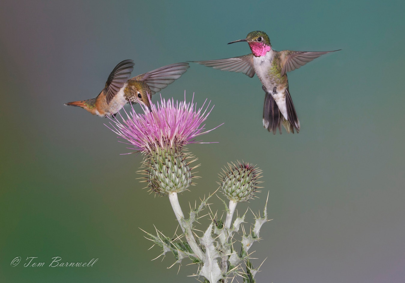 Hummingbird Field Guide Broad-tailed Hummingbird | Audubon Field Guide