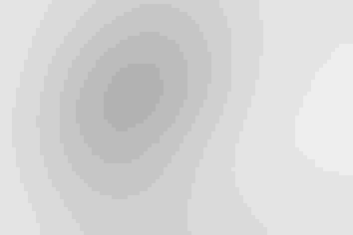 Breeding adult male. Photo: Jerry Amende/Ô¼ÅÚÊÓÆµ Photography Awards