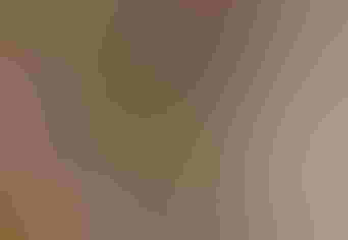 Breeding adult male. Photo: Owen Deutsch/Audubon Photography Awards