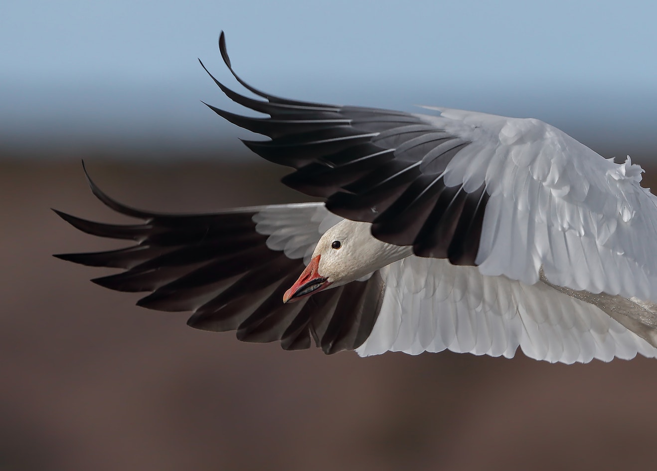 Snow Goose Reference Snow Goose | Audubon Field Guide