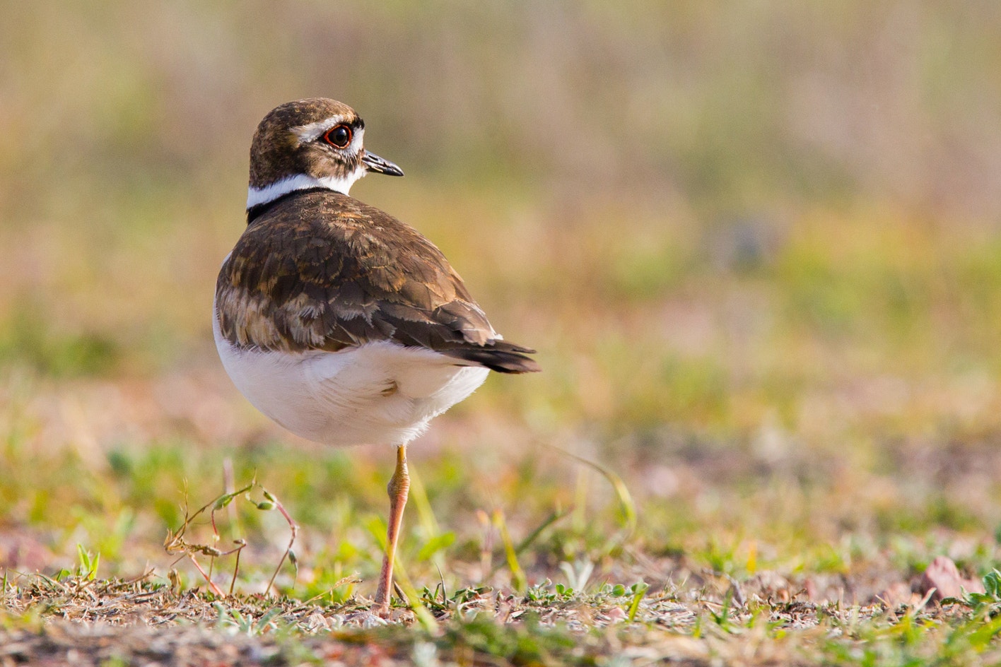 Killdeer Range Killdeer | Audubon Field Guide