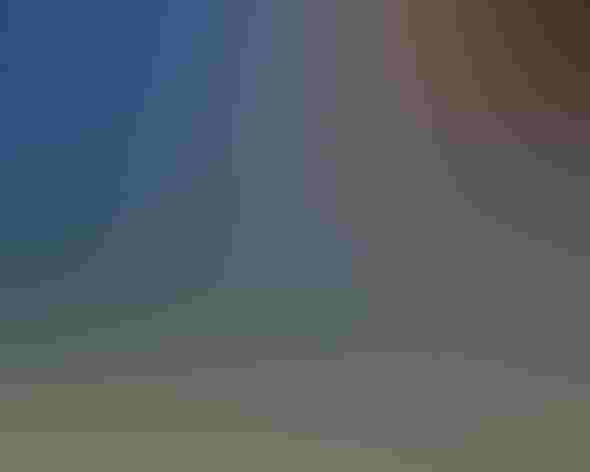 Adult. Photo: Carol Bradley/Audubon Photography Awards