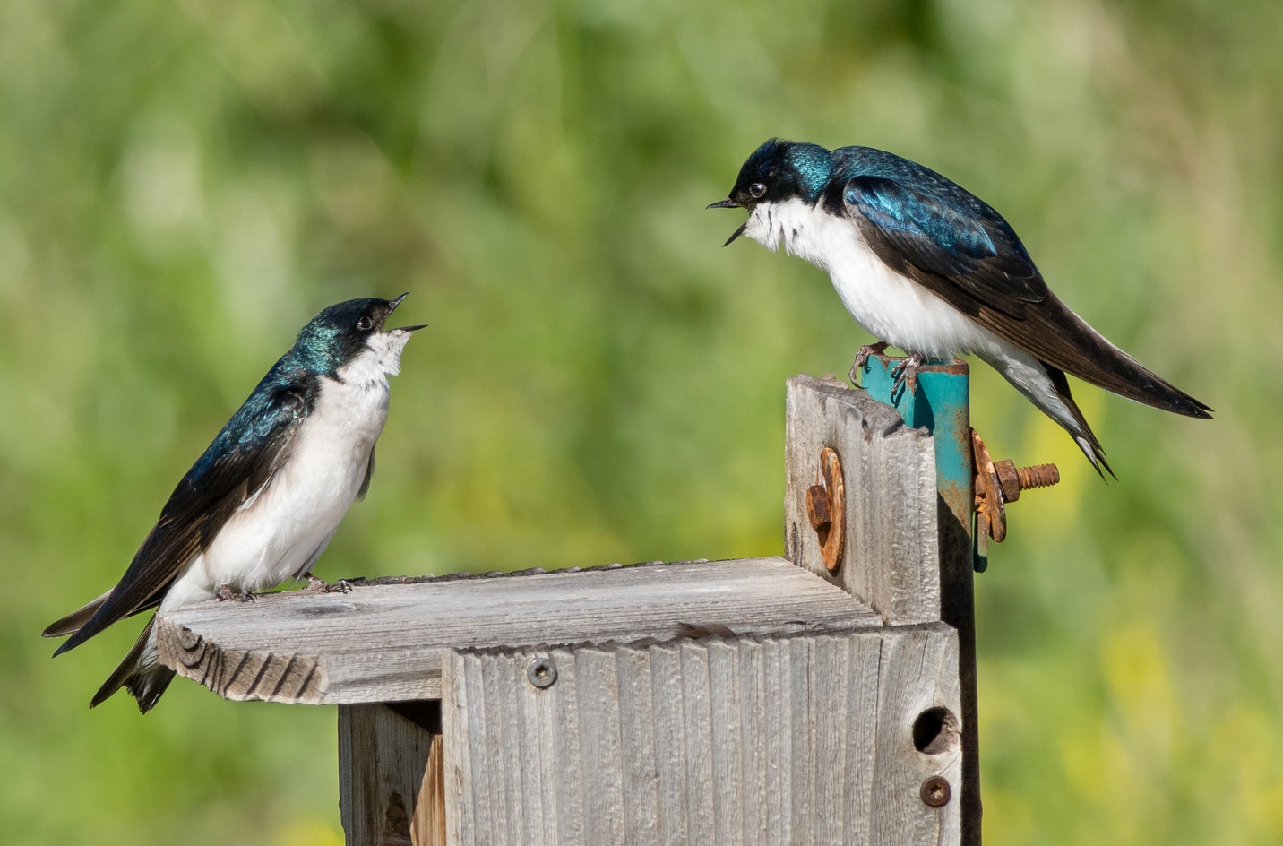 Tree Swallow Size Tree Swallow | Audubon Field Guide