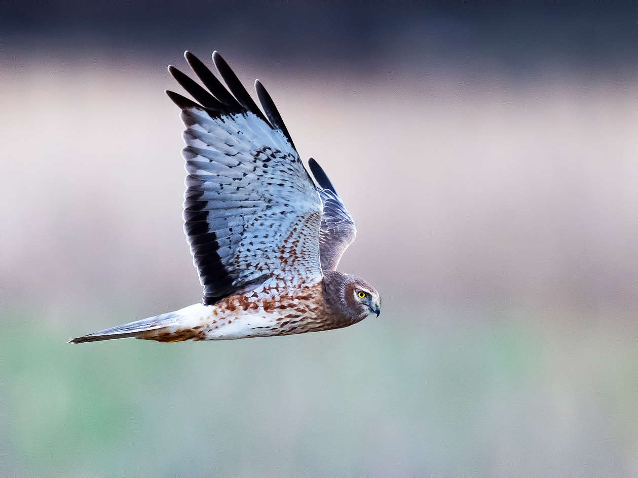 Northern Harrier Audubon Field Guide northern-harrier-audubon-field-guide