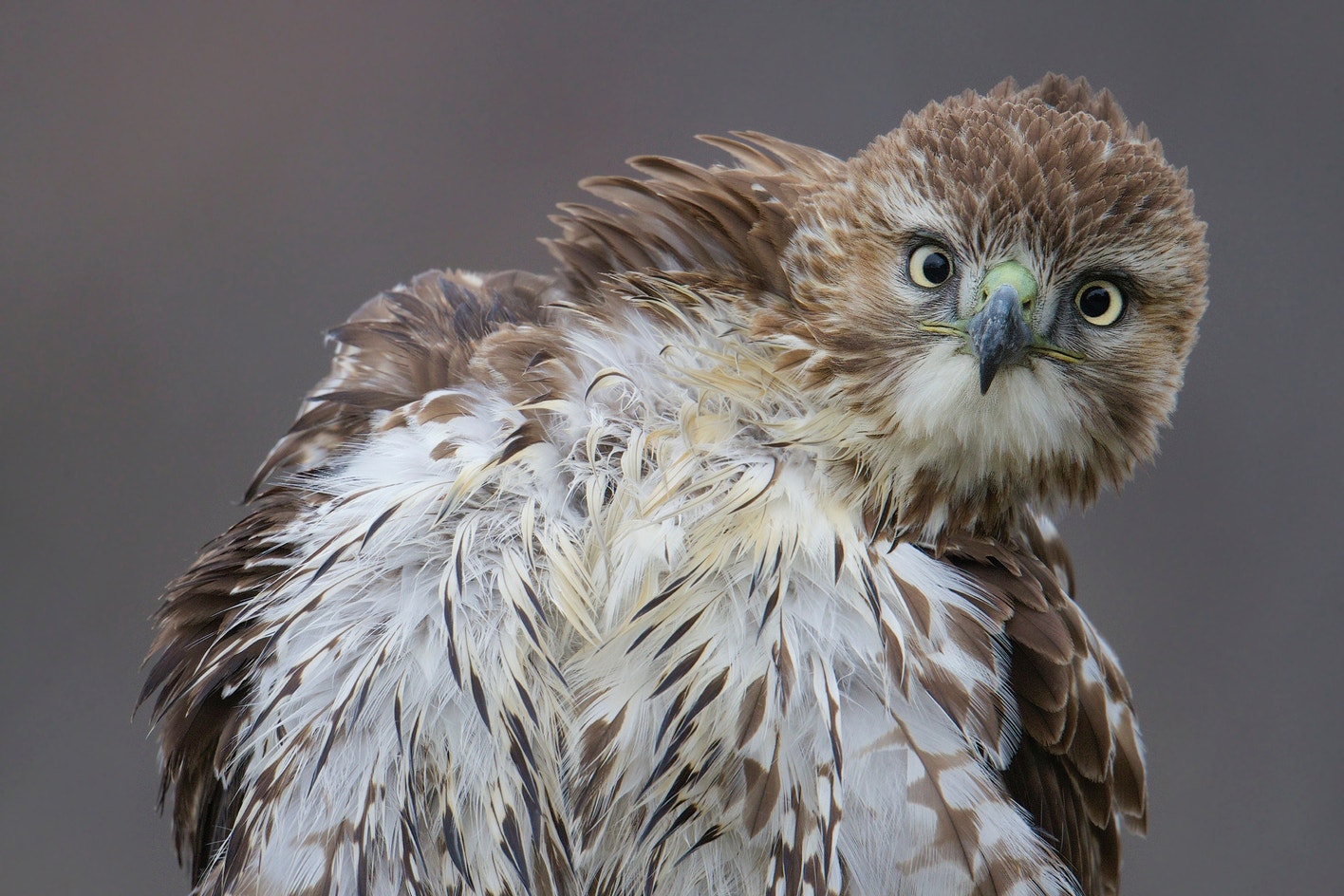 Geide Hawk Red-tailed Hawk | Audubon Field Guide