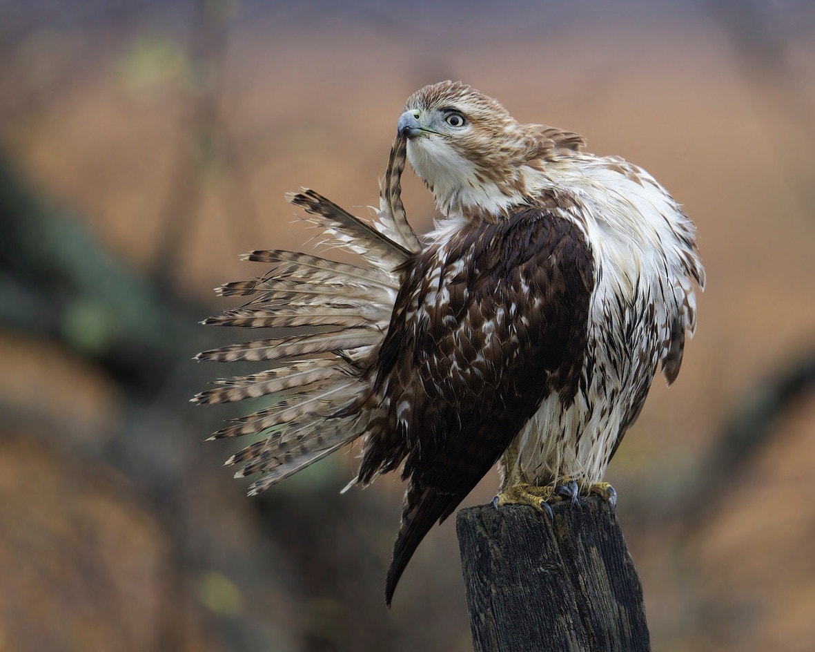 Geide Hawk Red-tailed Hawk | Audubon Field Guide