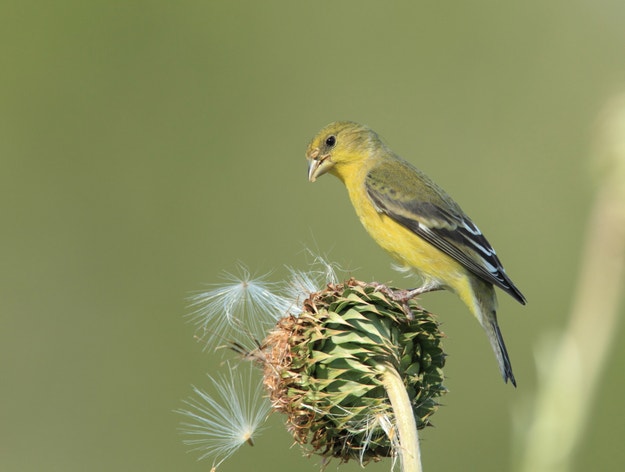 Lesser Goldfinch | Audubon Field Guide