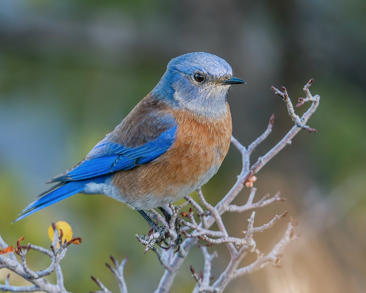 Western Bluebird | Audubon Field Guide