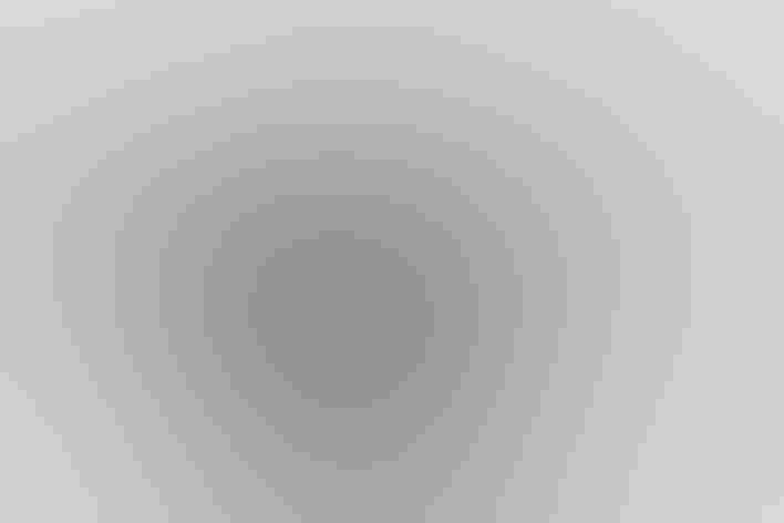 Breeding adult male. Photo: William Burns/³Ô¹ÏºÚÁÏ Photography Awards