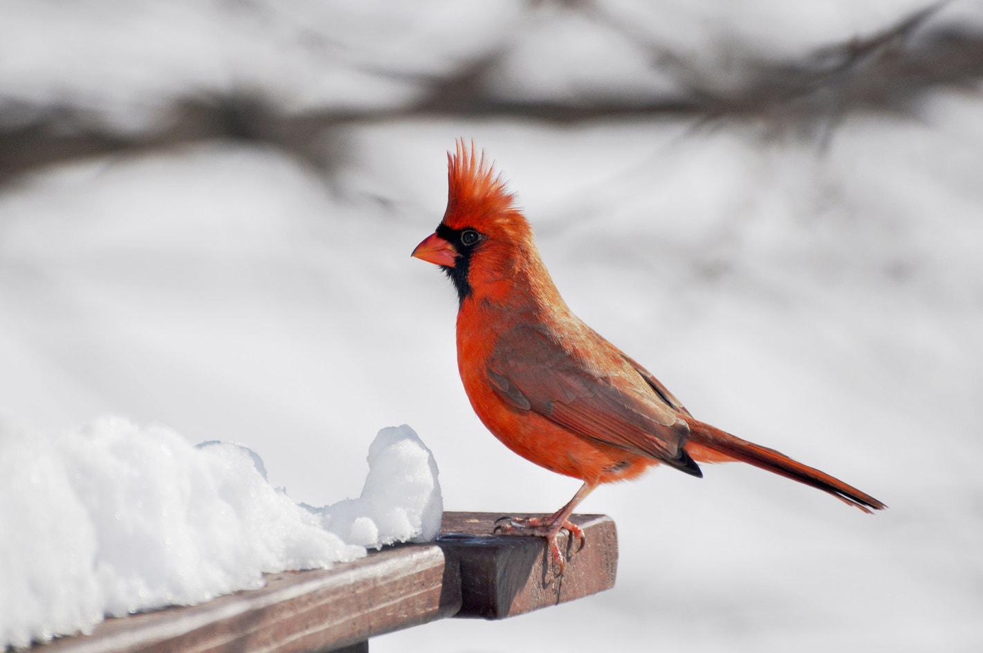 Maile Cardinal Northern Cardinal | Audubon Field Guide