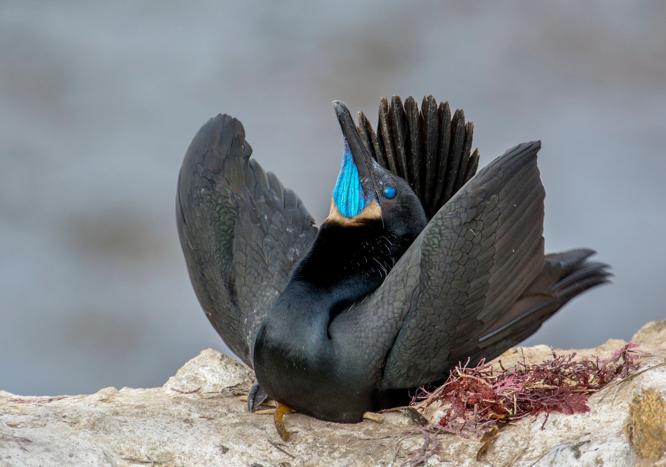 Brandt's Cormorant | Audubon Field Guide