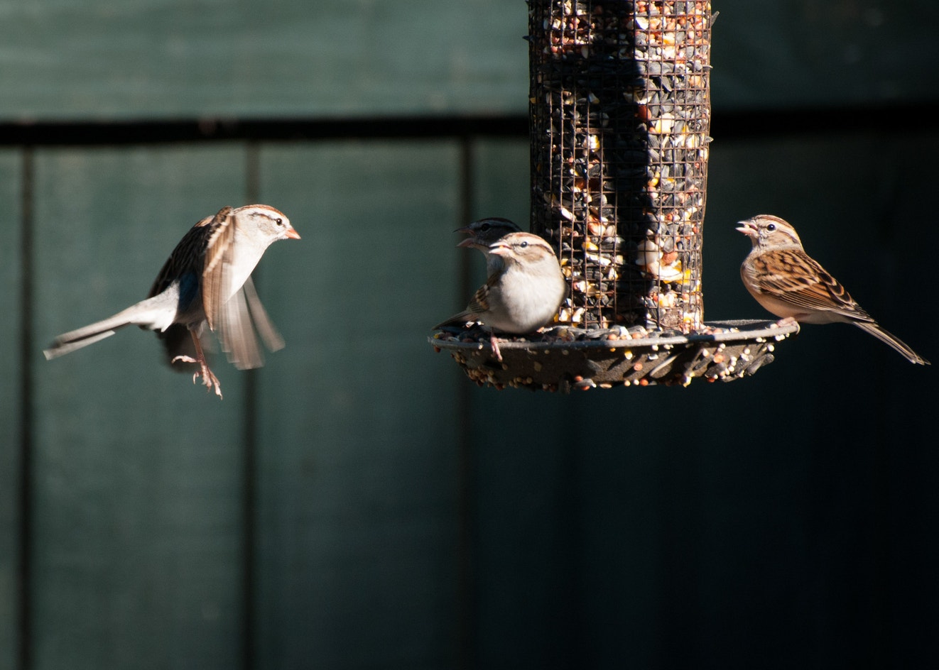 Chipping Sparrow Audubon Field Guide