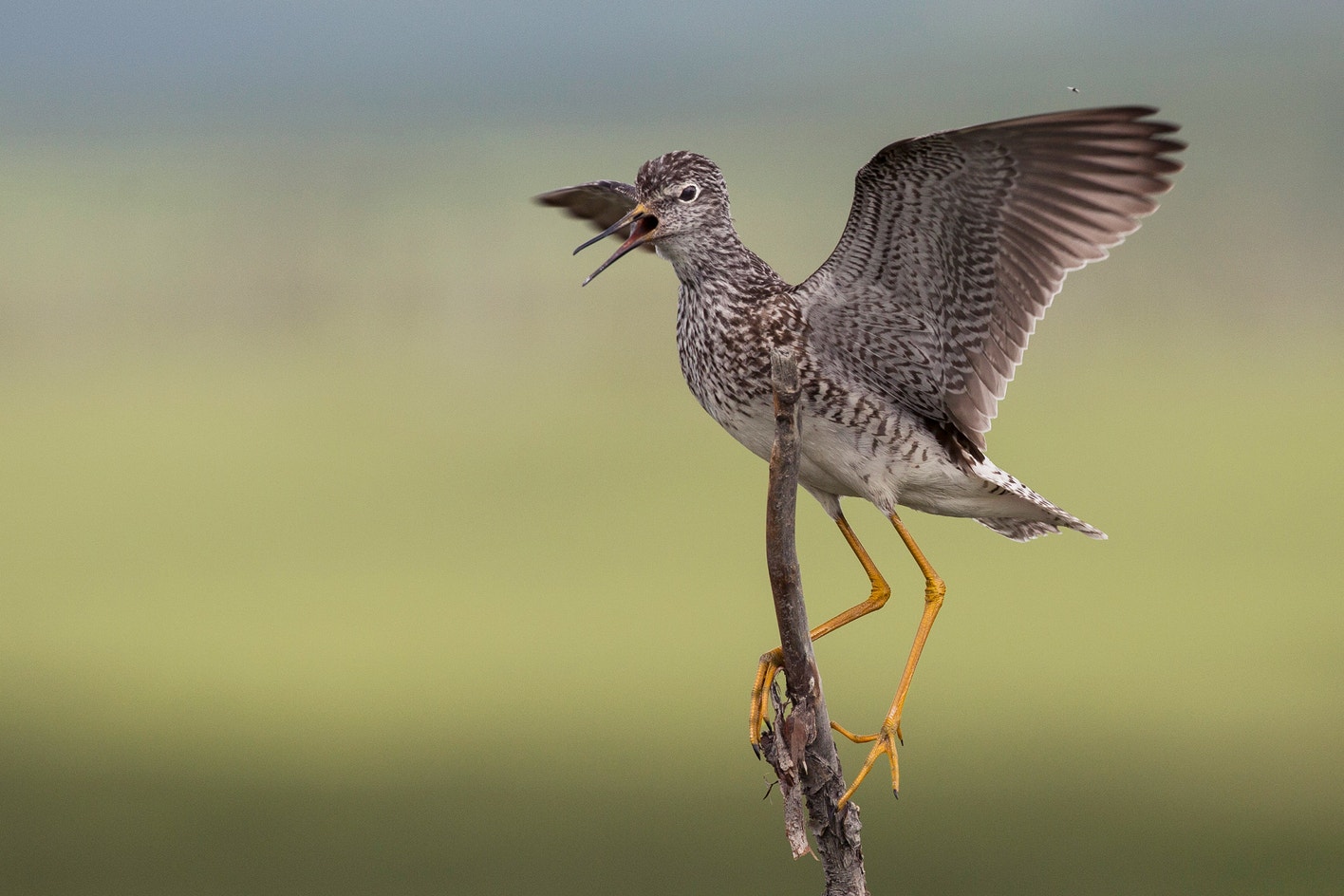 Lesser Yellow Lesser Yellowlegs | Audubon Field Guide