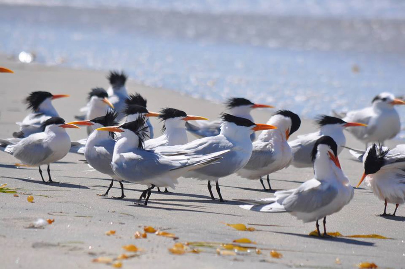 Elegant Tern Audubon Field Guide