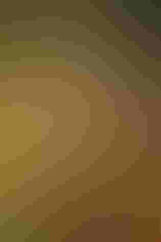 Adult. Photo: Fred Borgianini/Audubon Photography Awards