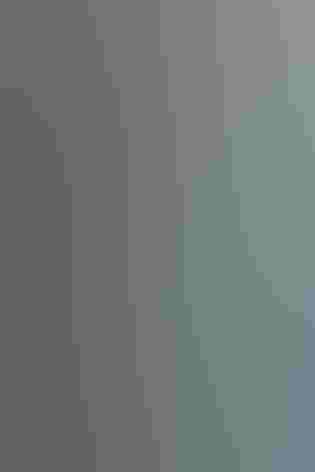 Adult male. Photo: Marian Herz/Audubon Photography Awards