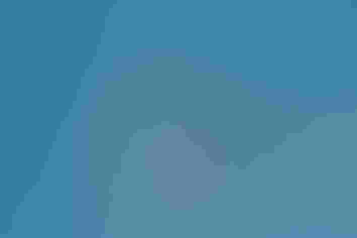 Adults. Photo: Andrew Mccullough/Audubon Photography Awards