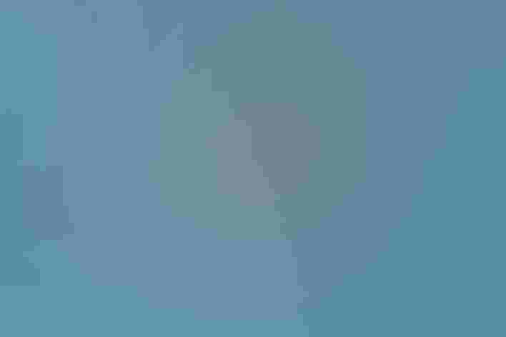 Adults. Photo: Andrew Mccullough/Audubon Photography Awards