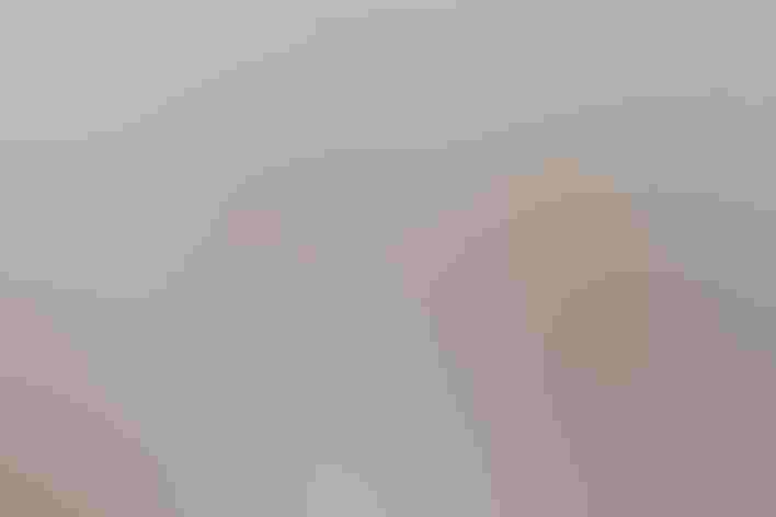 Adults Cedar Waxwing and Bohemian Waxwing. Photo: Soo Goh Baus/³Ô¹ÏºÚÁÏ Photography Awards