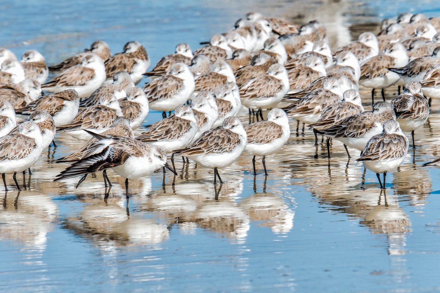 Sanderling Distribution Sanderling | Audubon Field Guide
