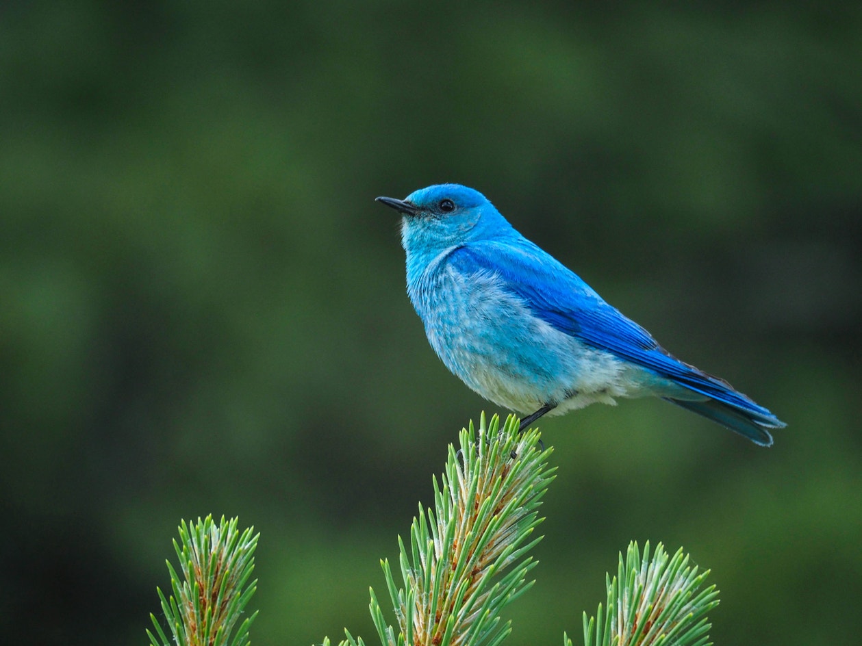Mountain Bluebird | Audubon Field Guide