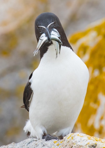 Razorbill | Audubon Field Guide
