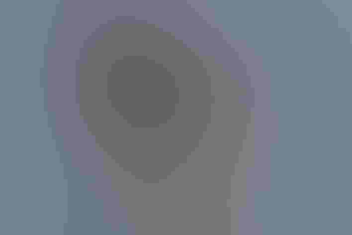 Juvenile. Photo: Peter Brannon/Audubon Photography Awards