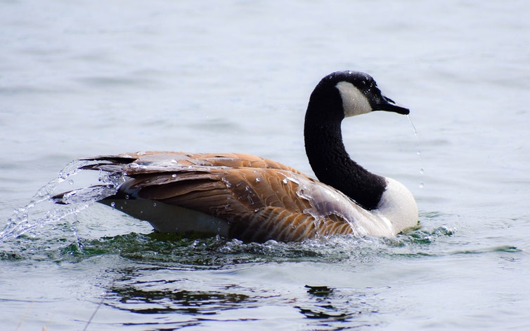 Building Canadian Goose Maker's Day 2024 - Build a Birdhouse! - LibGuides at Centenary University