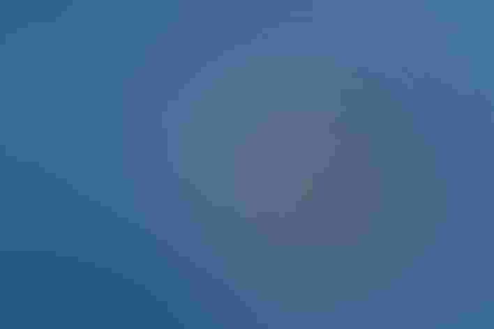 Western Grebe and Clark's Grebe, adults. Photo: Sunil Singh/Audubon Photography Awards