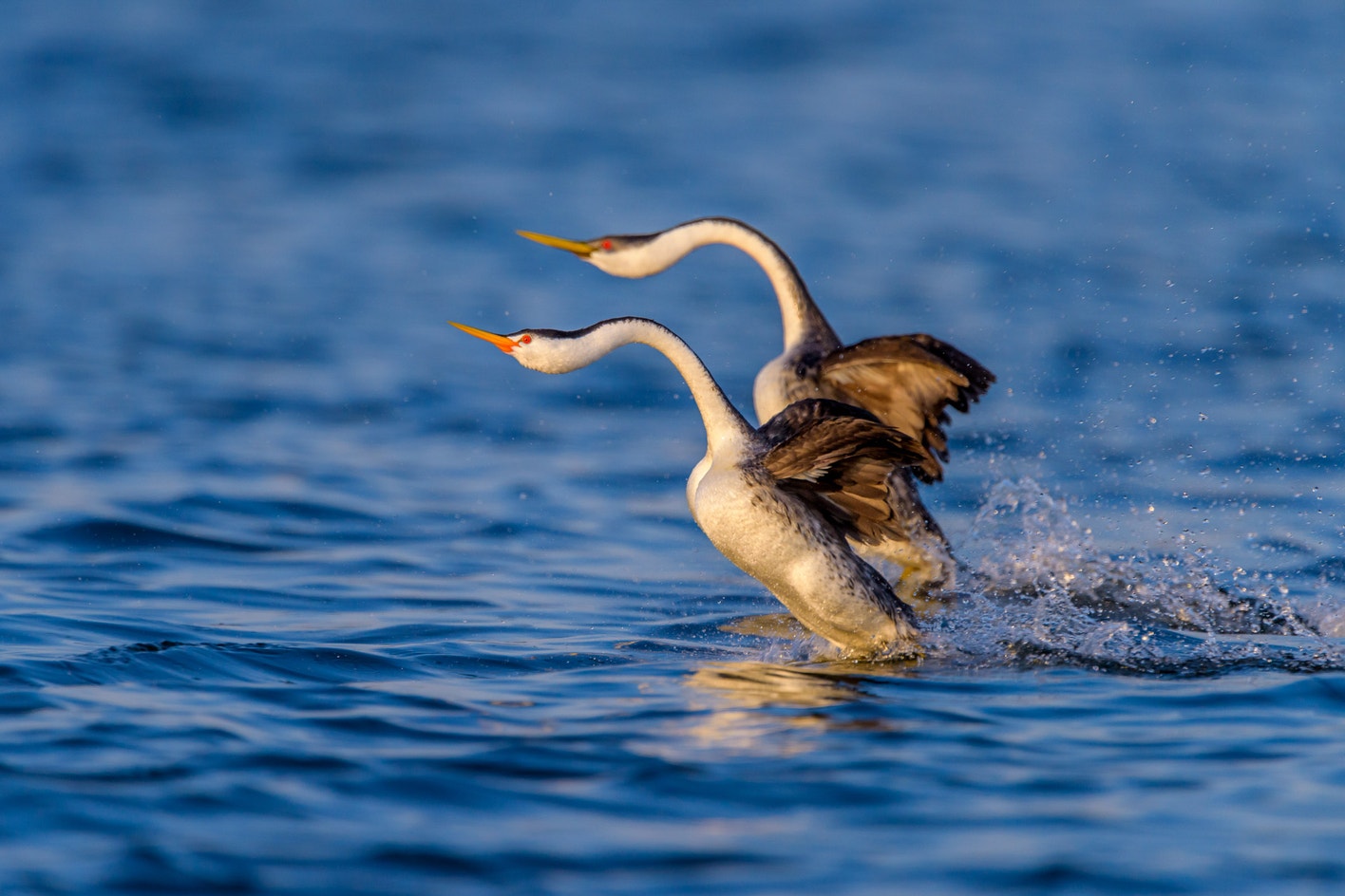 Col Grebe Clark's Grebe | Audubon Field Guide
