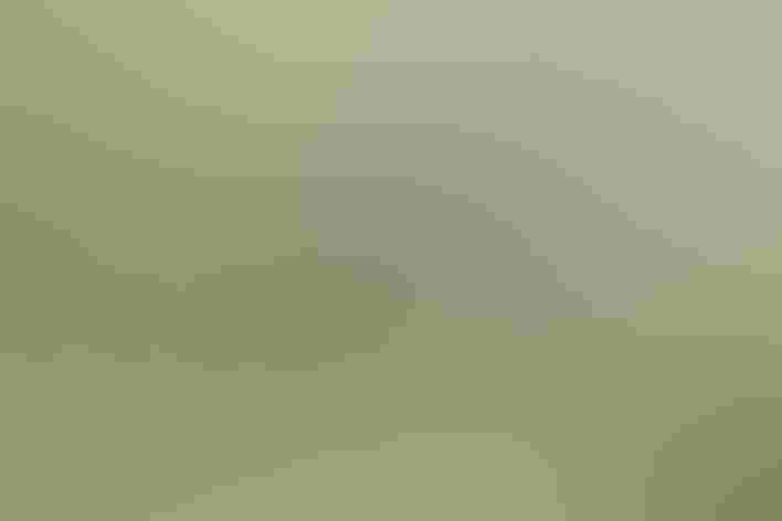 Breeding adult male. Photo: Candace Morgan/Audubon Photography Awards