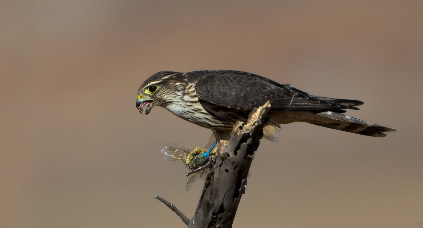 Merlin | Audubon Field Guide