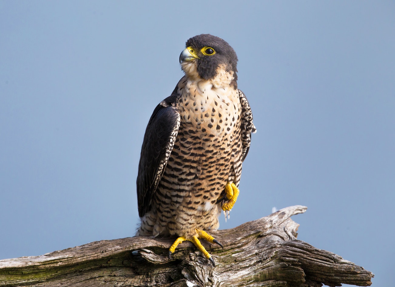 Falcon In Spring Audubon Peregrine Live Stream Superman Building – DQIW