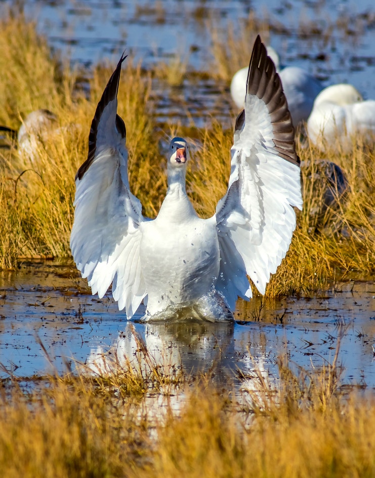 Snow Goose Reference Snow Goose | Audubon Field Guide