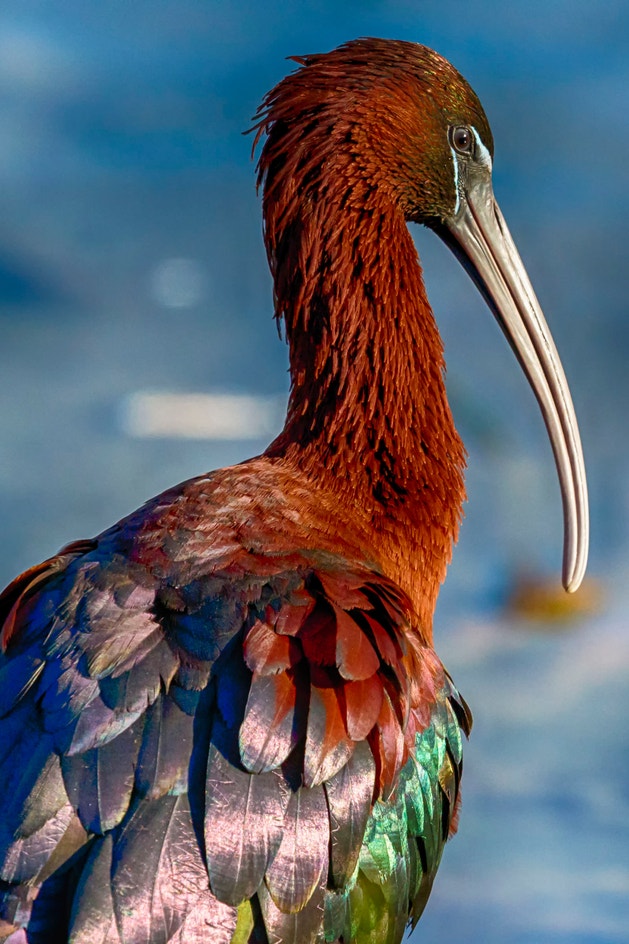 Glossy Ibis Audubon Field Guide Glossy Ibis Audubon Field Guide