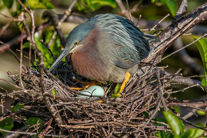 Green Heron eggs