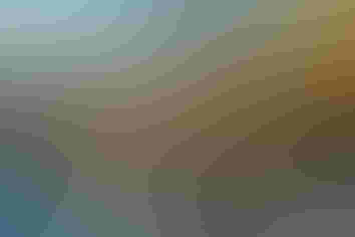 Breeding adults. Foto: Bill Klipp/Audubon Photography Awards