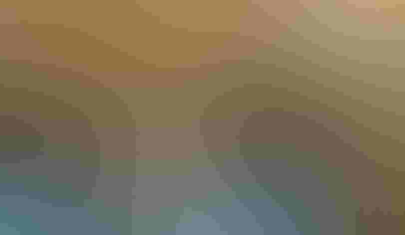 Breeding adults. Foto: Bill Klipp/Audubon Photography Awards