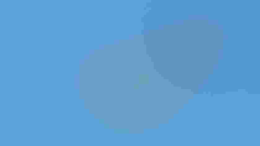 Adult, light morph. Photo: Brian Rusnica/Audubon Photography Awards